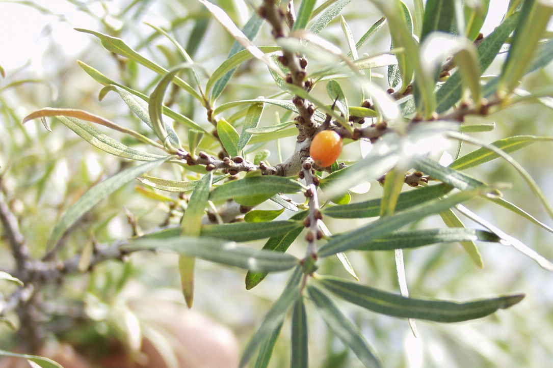 Common Sea Buckthorn